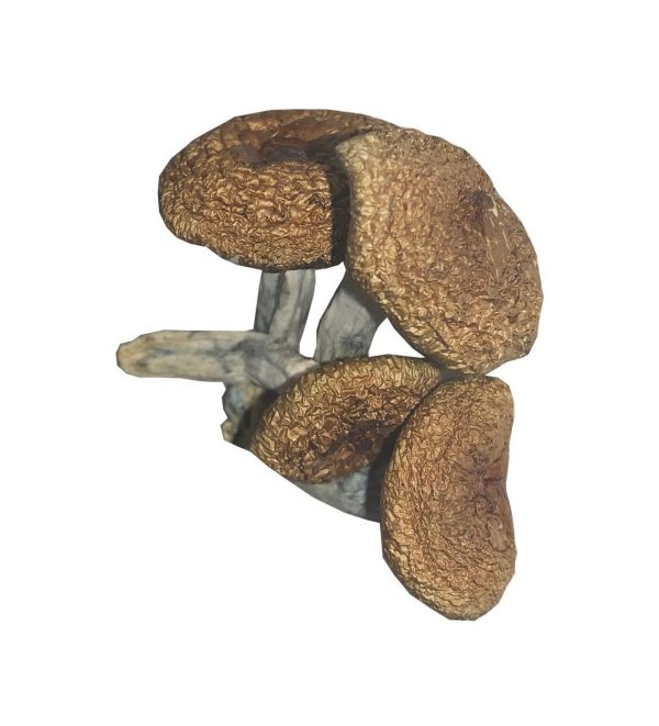 Burma Mushroom
