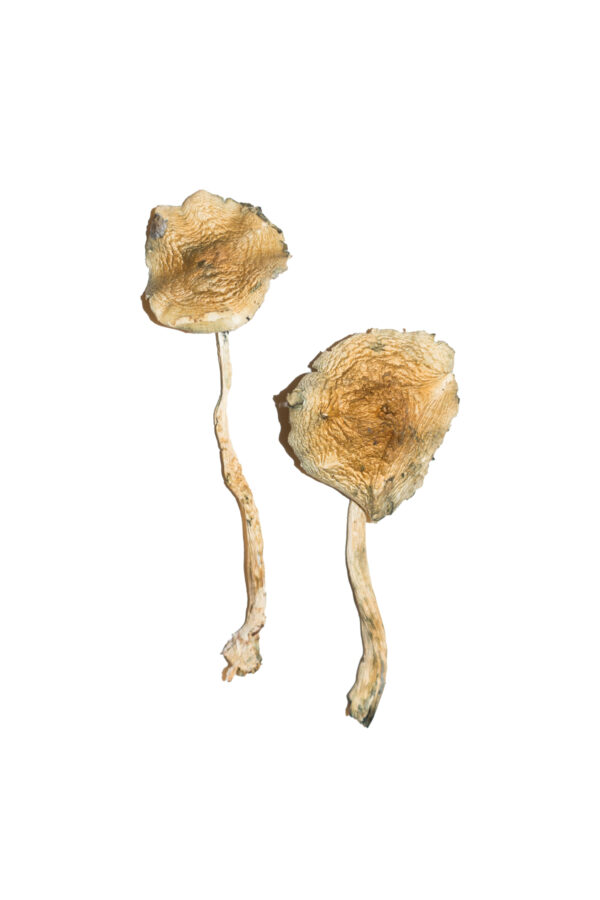 Cuban Magic Mushrooms