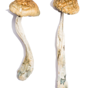 McKennaii Magic Mushrooms