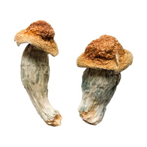 Melmac Mushrooms