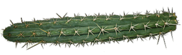 Peruvian Torch Cactus