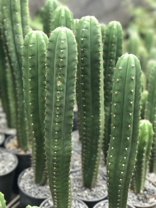 San Pedro Cactus Pachanoi (Trichocereus)