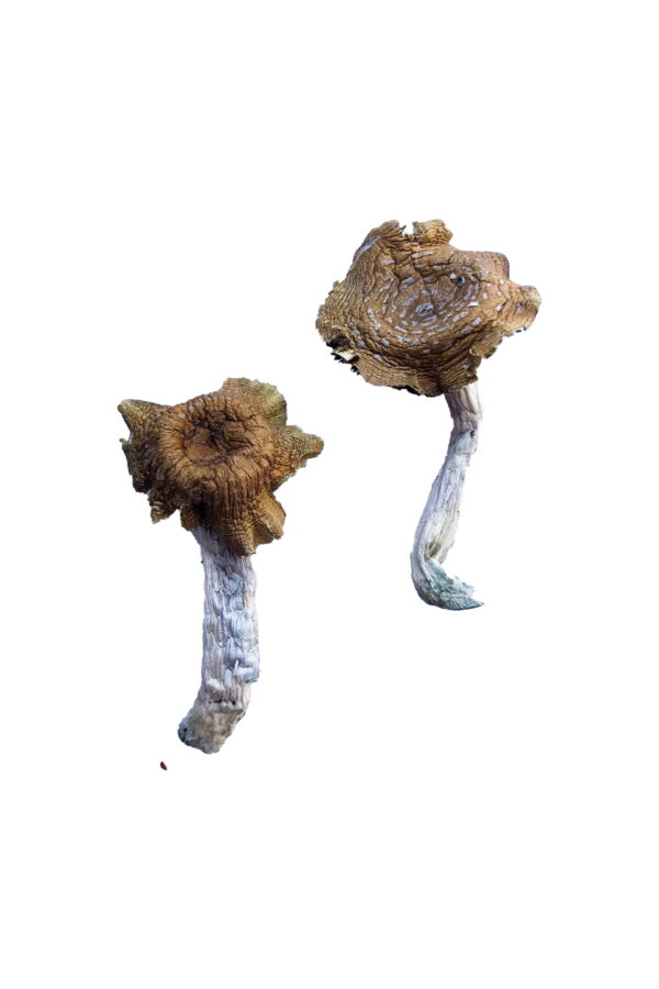 F+ Magic Mushrooms